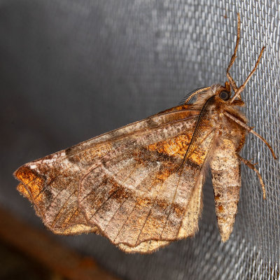 6817 Northern Selenia (Selenia alciphearia)