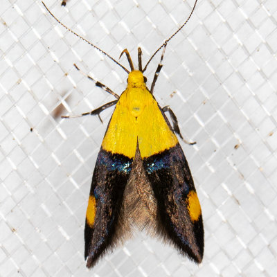 1069.1 (Oecophora bractella)