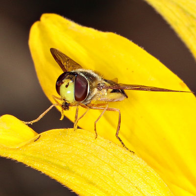 Syrphus opinator