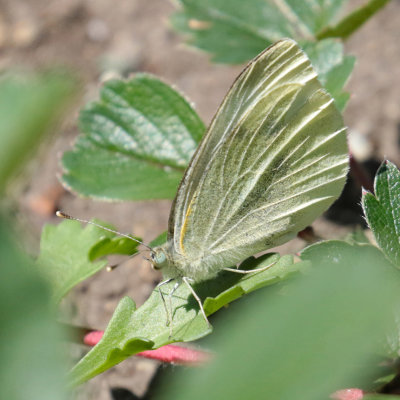 4197 Cabbage White (Pieris rapae)