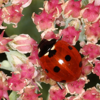 Seven-spotted Lady Beetle (Coccinella septempunctata)