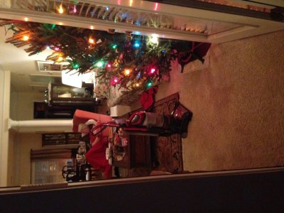 tree from patio.jpg