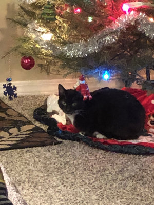 cat-under-tree.jpg