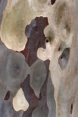 Seeing things in the beauty of bark