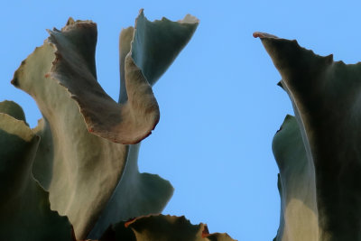 Our Kalanchoe beharensis standing tall in our backyard