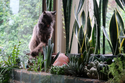 Wow, love this indoor garden.