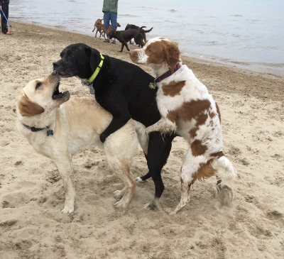 Montrose Dog Beach 3 way doggy style fun March 22, 2016