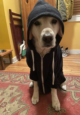 Trying out a new hoodie, Dec 2021