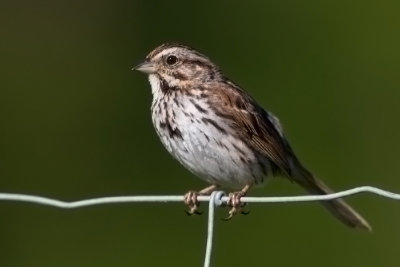 song_sparrow_101