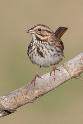 song sparrow 103