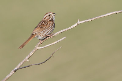 song sparrow 104