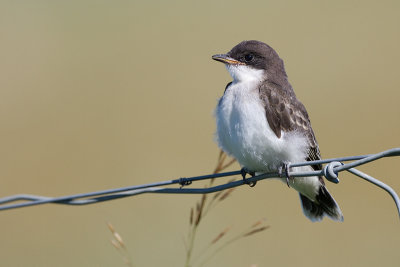 eastern kingbird - juvenile