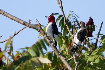 red headed woodpecker (adult and juvenile)