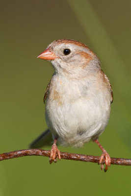 field sparrow 37
