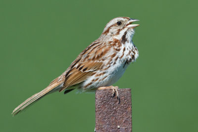 song sparrow 105