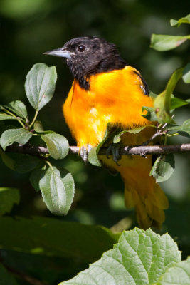 northern oriole 54