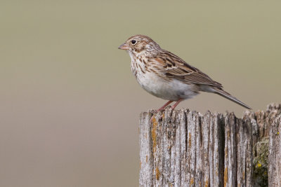 vesper sparrow 1