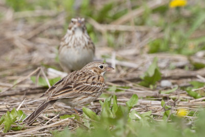 vesper sparrow 2