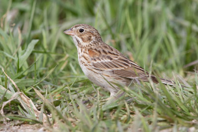 vesper sparrow 3