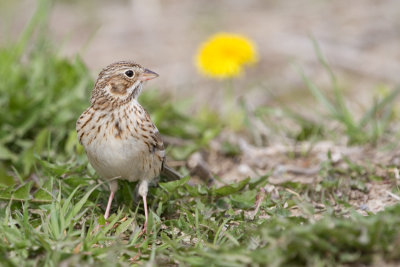 vesper sparrow 4