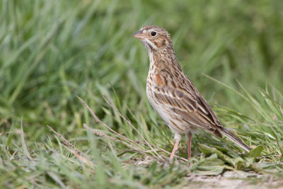 vesper sparrow 5