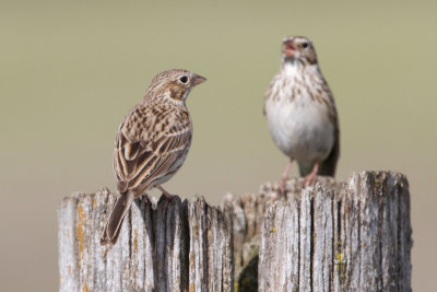 vesper sparrow 6