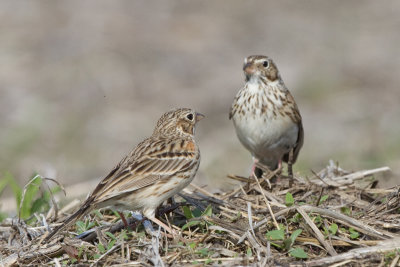 vesper sparrow 8