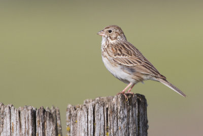 vesper sparrow 10