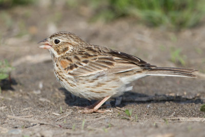 vesper sparrow 12