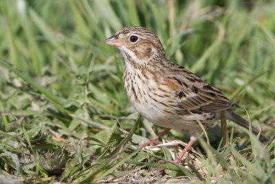 vesper sparrow 13