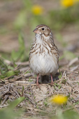 vesper sparrow 14
