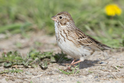 vesper sparrow 15