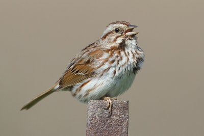 song sparrow 106