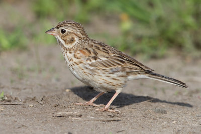 vesper sparrow 16