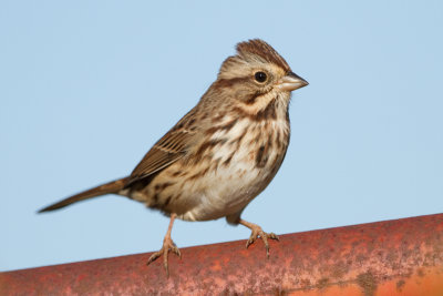 song sparrow 107