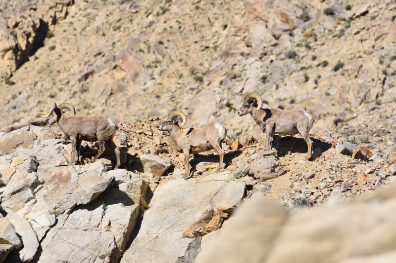 DSC_0096.jpg