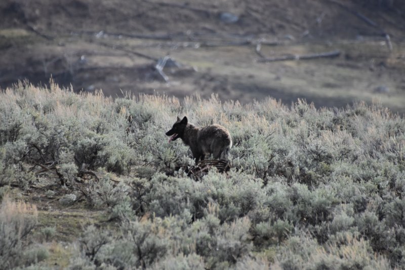 Yellowstone Spring 2021