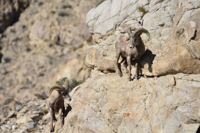 Desert Big Horns