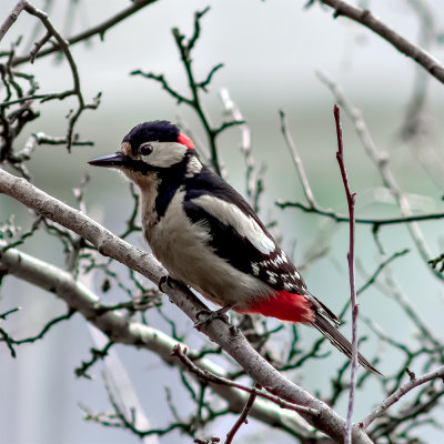 The Great spotted woodpecker