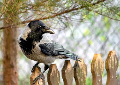 The hooded crow