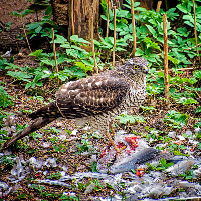 Sparrowhawk