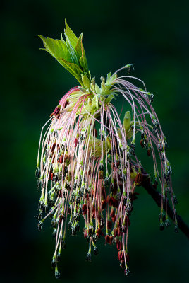 Manitoba maple