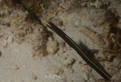 DSC_7732.jpg