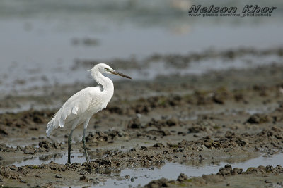 Chinese Egret