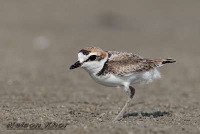 Plover