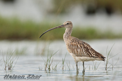 Eurasian Curlew
