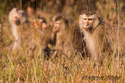 Northern Pig Tailed Macaque