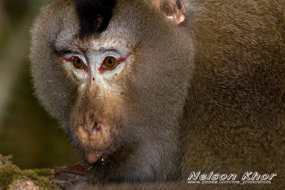 Northern Pig Tailed Macaque