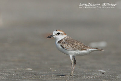 White Faced Plover