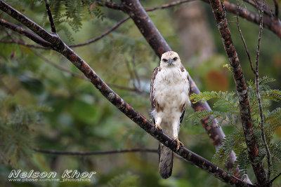 Changeable Hawk Eagle